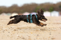 RAMBLE HARNESS LONG